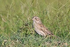 Vesper Sparrow